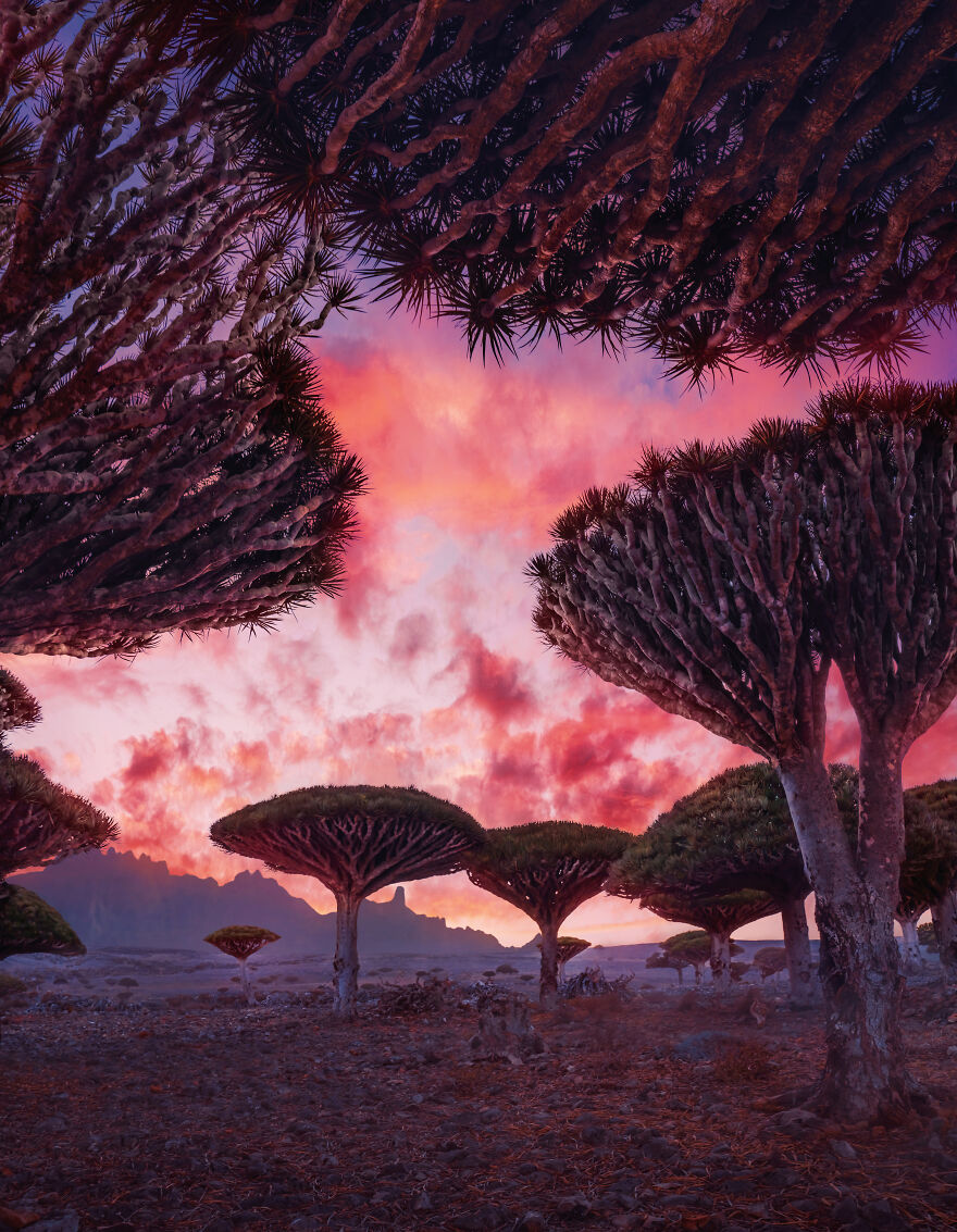 EthelDa8494's tweet photo. Explored Socotra Island — A Place Unlike Anywhere Else https://t.co/xJeNCA3MPG