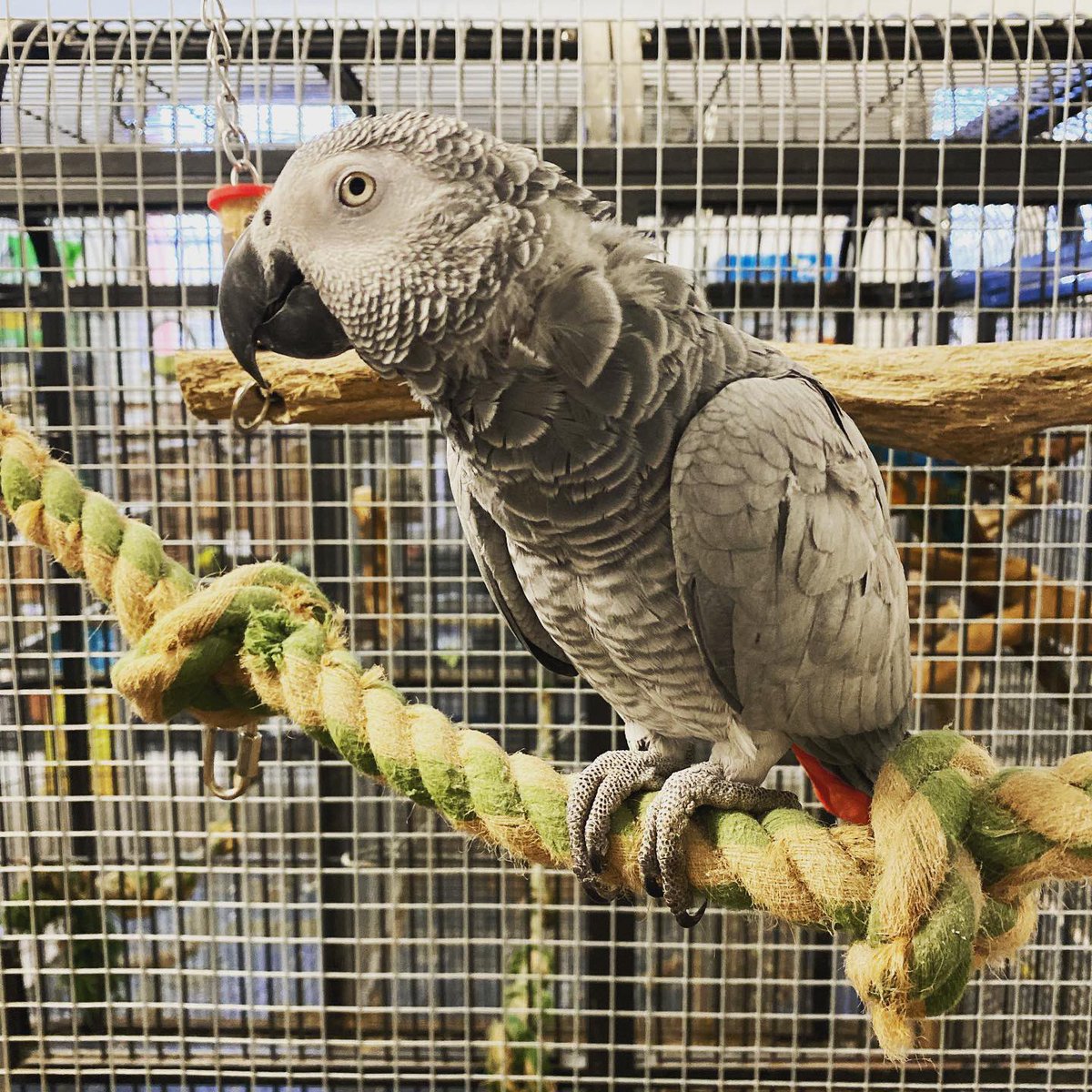 SMorrellAuthor's tweet photo. What’s a girl to do if she’s written a book about a talking parrot? Why, go and visit one in person of course!!🦜If anyone else owns an African Grey Parrot I’d love to see your pictures!! #ComingSoon #MiddleGradeBooks #HeadFullOfMagic #Animalator #Talking #Animals #Magic #Parrot https://t.co/elZWRtQUNG