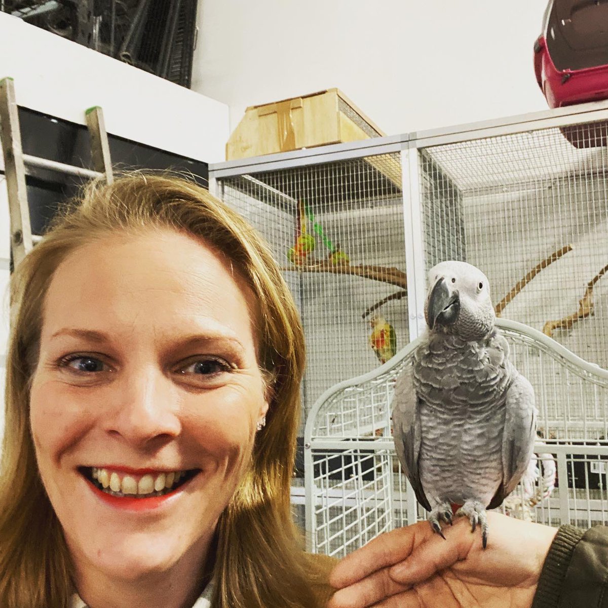 SMorrellAuthor's tweet photo. What’s a girl to do if she’s written a book about a talking parrot? Why, go and visit one in person of course!!🦜If anyone else owns an African Grey Parrot I’d love to see your pictures!! #ComingSoon #MiddleGradeBooks #HeadFullOfMagic #Animalator #Talking #Animals #Magic #Parrot https://t.co/elZWRtQUNG