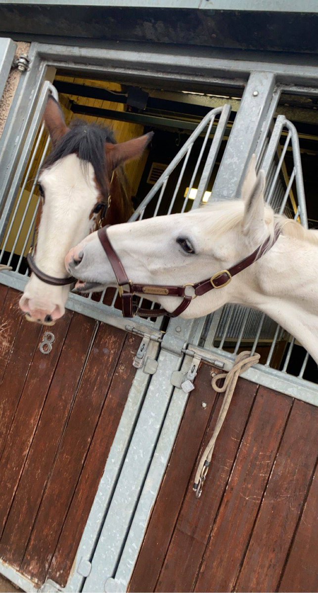 PSOSHorses's tweet photo. 'Open wide Nairn!' PH Edinburgh getting into the spirit today when both horses visited the dentist for routine treatments. 😁 https://t.co/KqPH7i2LPI