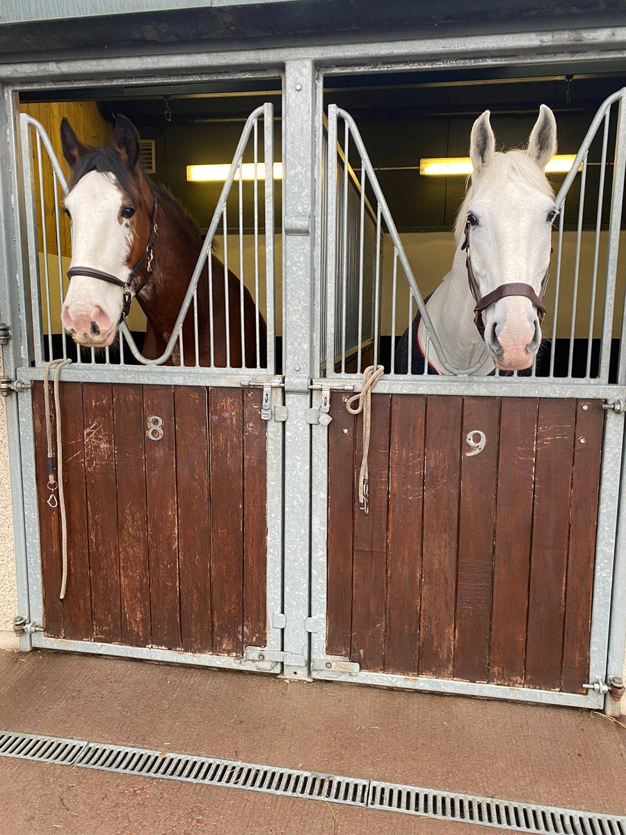 PSOSHorses's tweet photo. 'Open wide Nairn!' PH Edinburgh getting into the spirit today when both horses visited the dentist for routine treatments. 😁 https://t.co/KqPH7i2LPI