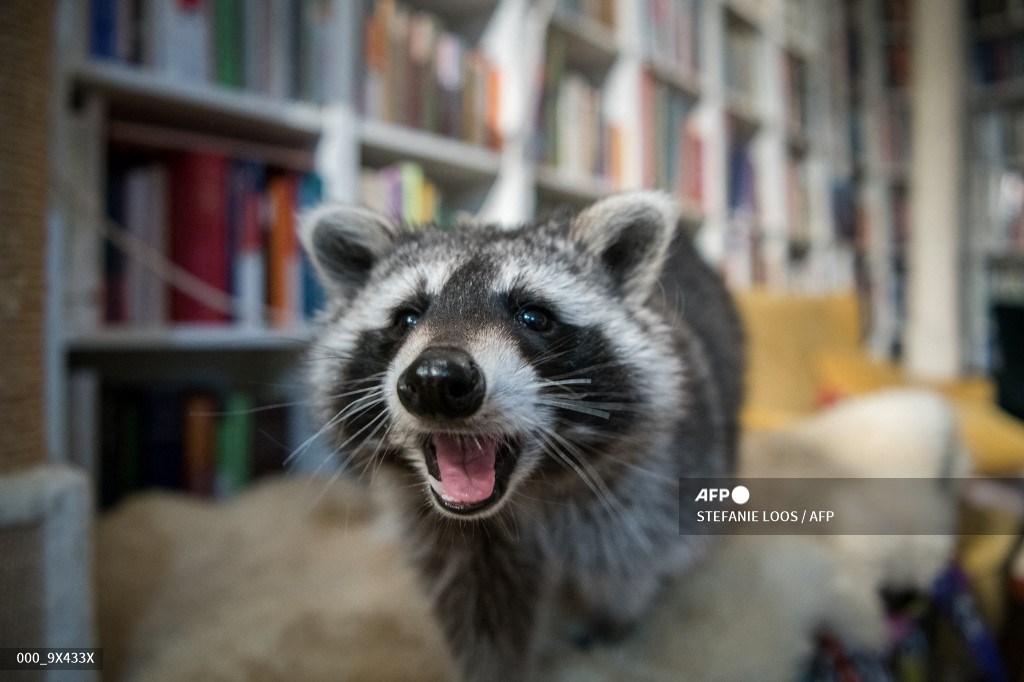 AFPphoto's tweet photo. Raccoons live at vet's home. #AFP 
 📸 Stefanie Loos https://t.co/FjbzqztsLl