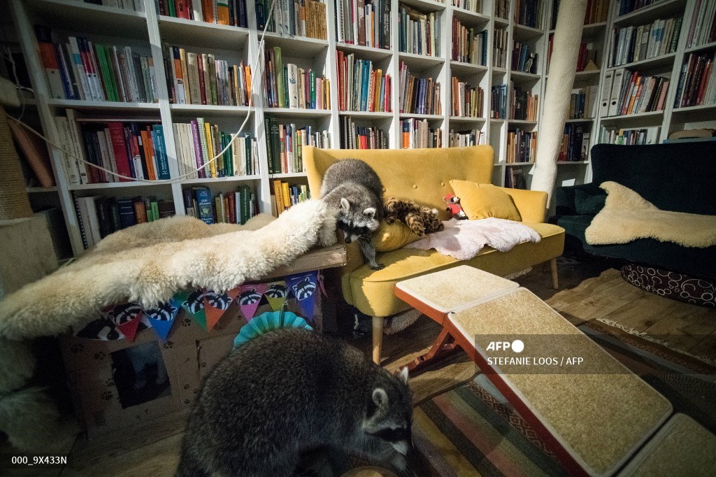AFPphoto's tweet photo. Raccoons live at vet's home. #AFP 
 📸 Stefanie Loos https://t.co/FjbzqztsLl
