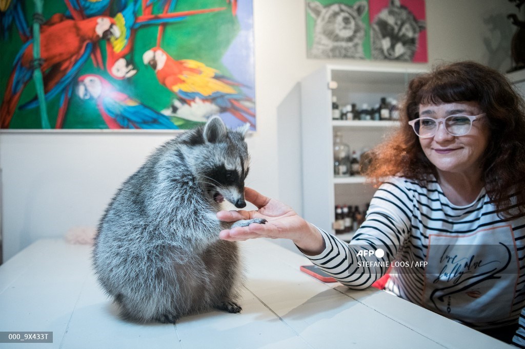 AFPphoto's tweet photo. Raccoons live at vet's home. #AFP 
 📸 Stefanie Loos https://t.co/FjbzqztsLl