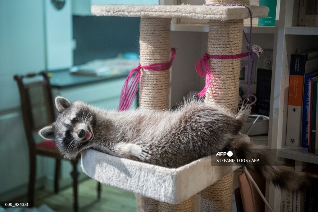 AFPphoto's tweet photo. Raccoons live at vet's home. #AFP 
 📸 Stefanie Loos https://t.co/FjbzqztsLl