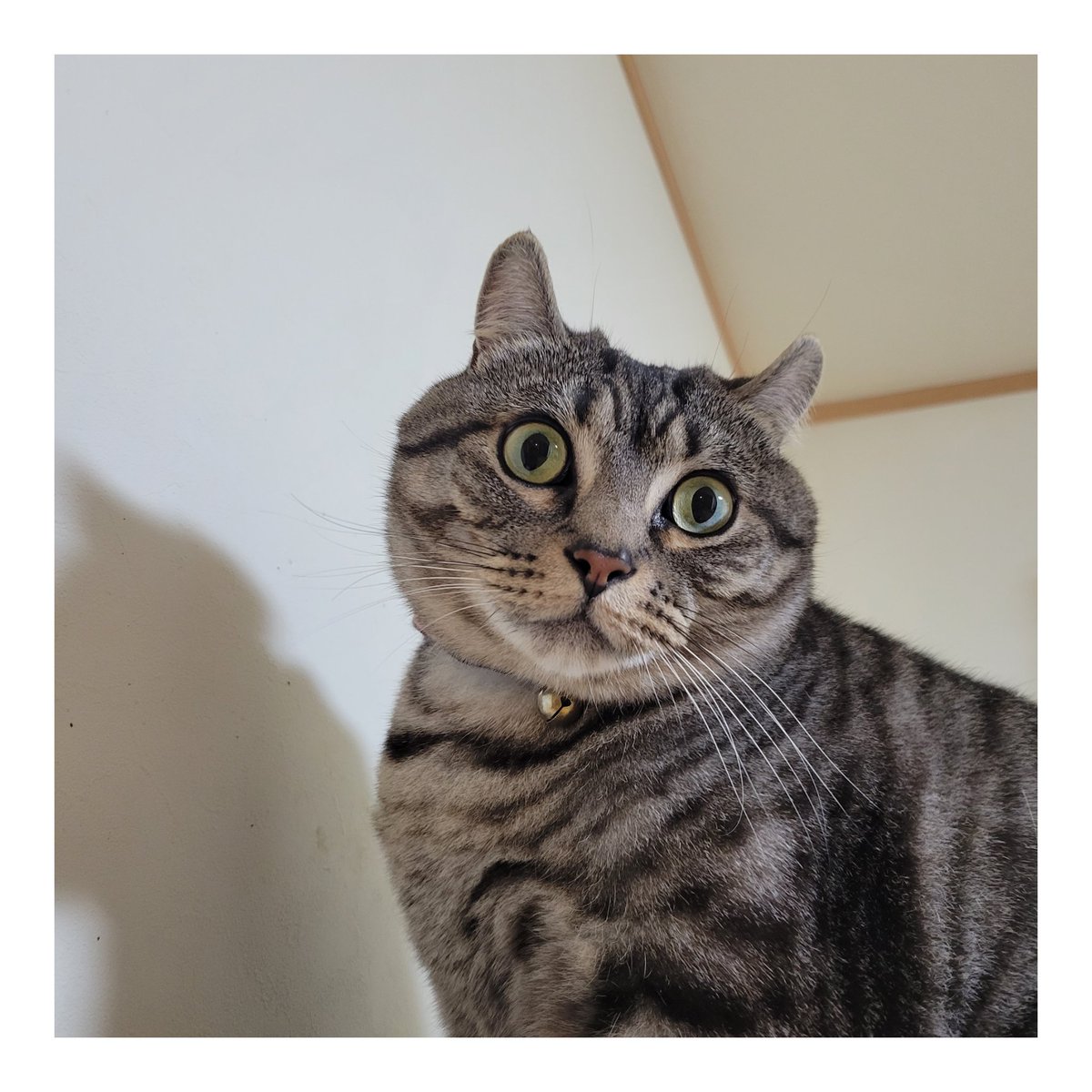mooshaofficial's tweet photo. お目👀パッチリぼんぼんくん🧡

#MooSha #猫 #RT #ペット #猫好き #猫のいる暮らし #猫好きさんと繋がりたい #猫写真 #cats #pets https://t.co/i2dwsQfMZQ