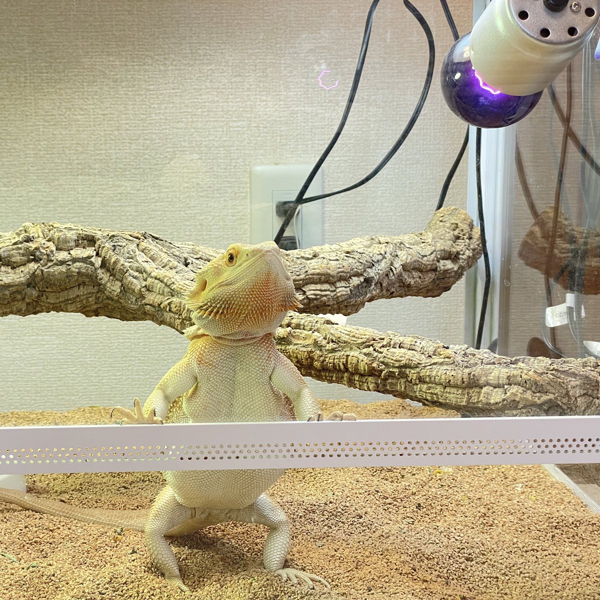 のぞいてる👀