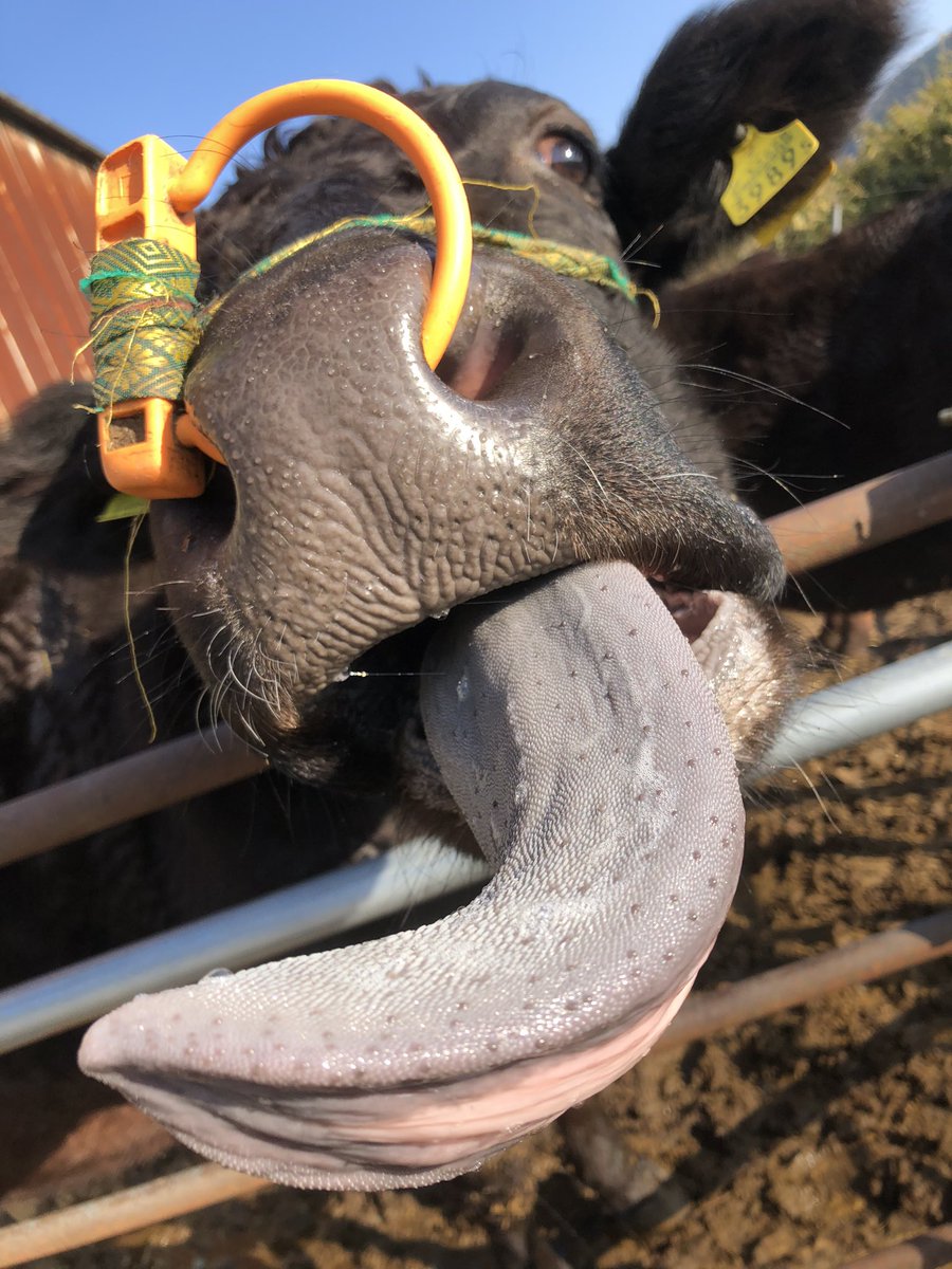 arisu801111's tweet image. これが俗に言うタンか