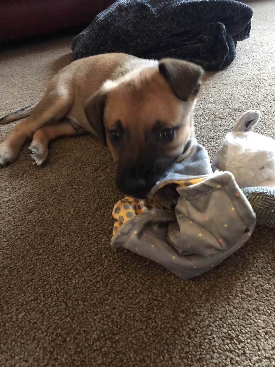 New member of the family settling in 🥰
