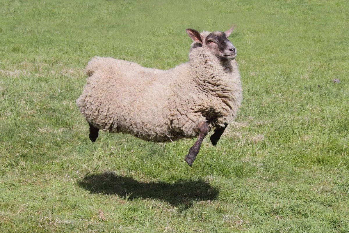 caenhillcc's tweet photo. Sadly with a heavy heart I have to announce that Dotty has passed away little lamb is ok Nothing the vet could do. I Will try to do a fb live at 3pm to explain. Will rename little lamb to Dotty-Do Thanks to John for collecting & donating the @lamlacvolac #dottythesheep #RIPdotty https://t.co/dbjGjjgtmV