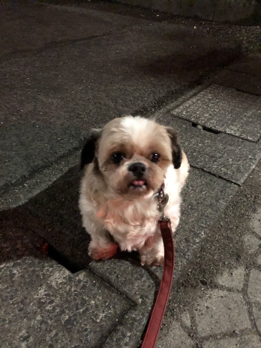 最近のシー、散歩中は歩くよりもオヤツのおねだりがメインです😆