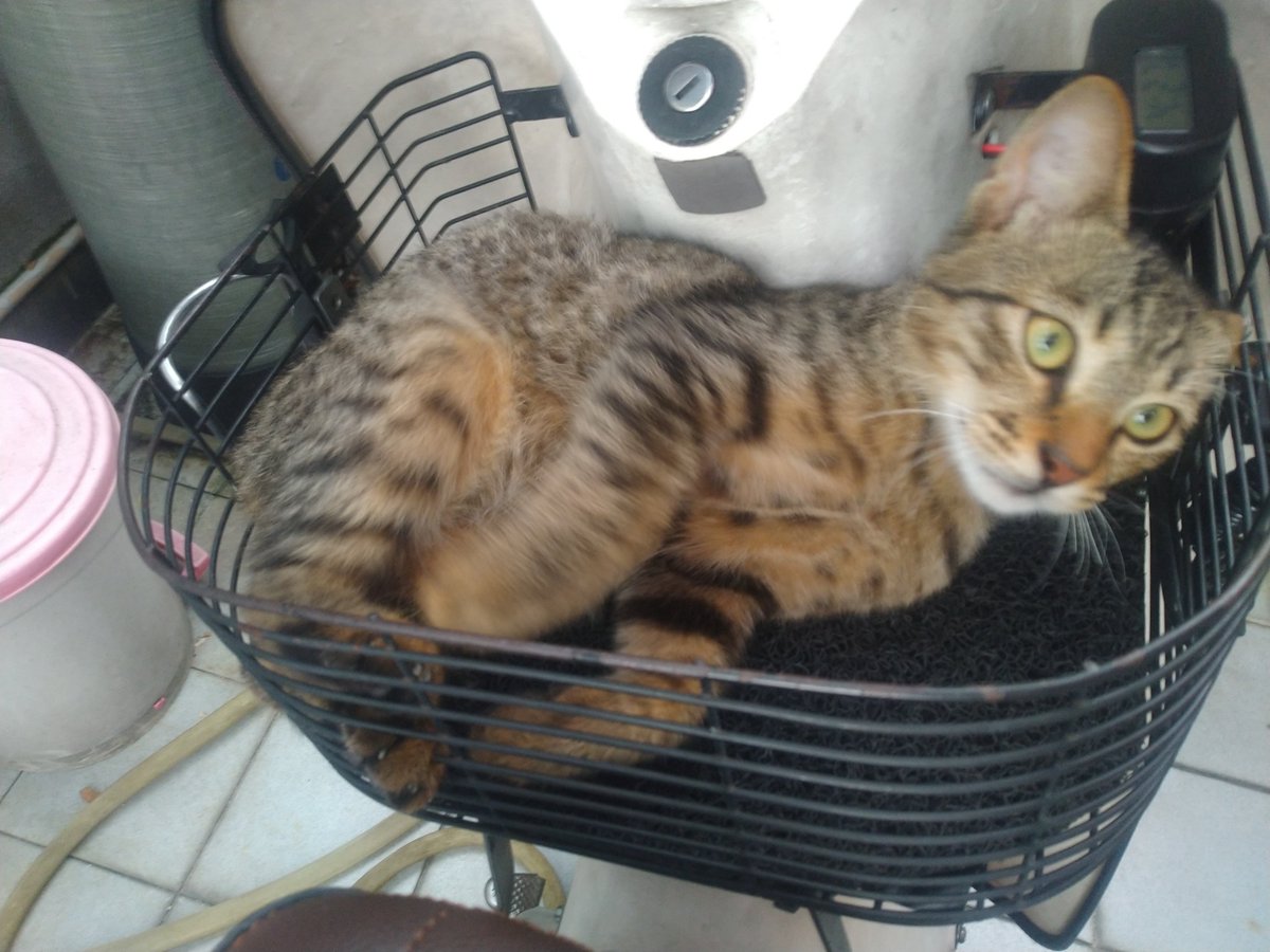 hasbeemasputra's tweet photo. Sorry haven't answered any DMs. Don't really have the fortitude. Will get to them soon, I guess.

Anyway, just trying my luck. These 2 are new visitors, friendly, both boys. If anyone is able to adopt them, I'm in Sri Damansara. 

Reply, and I'll DM you. Thanks. https://t.co/6N9NvggkxQ
