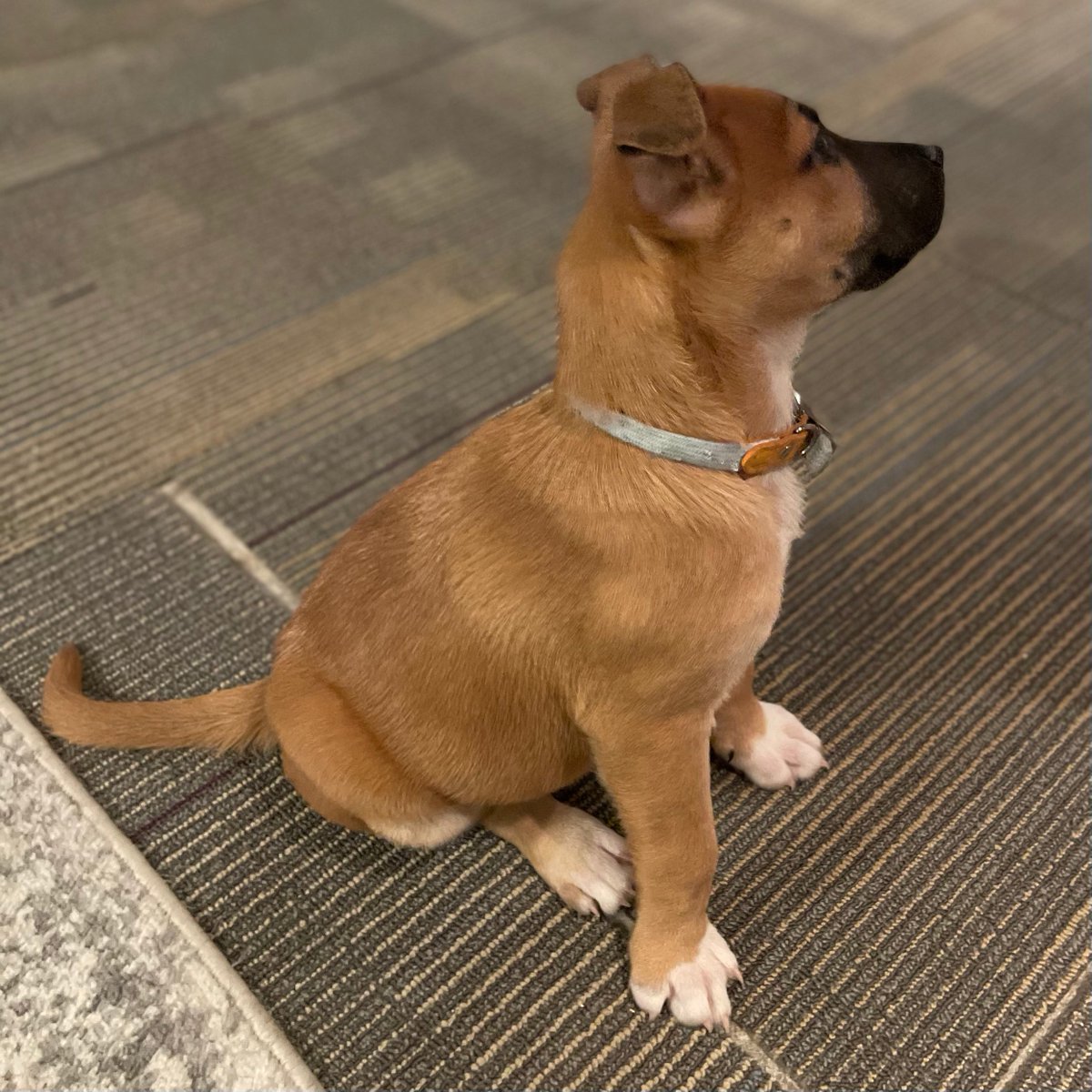 Shawn Presser tweet media