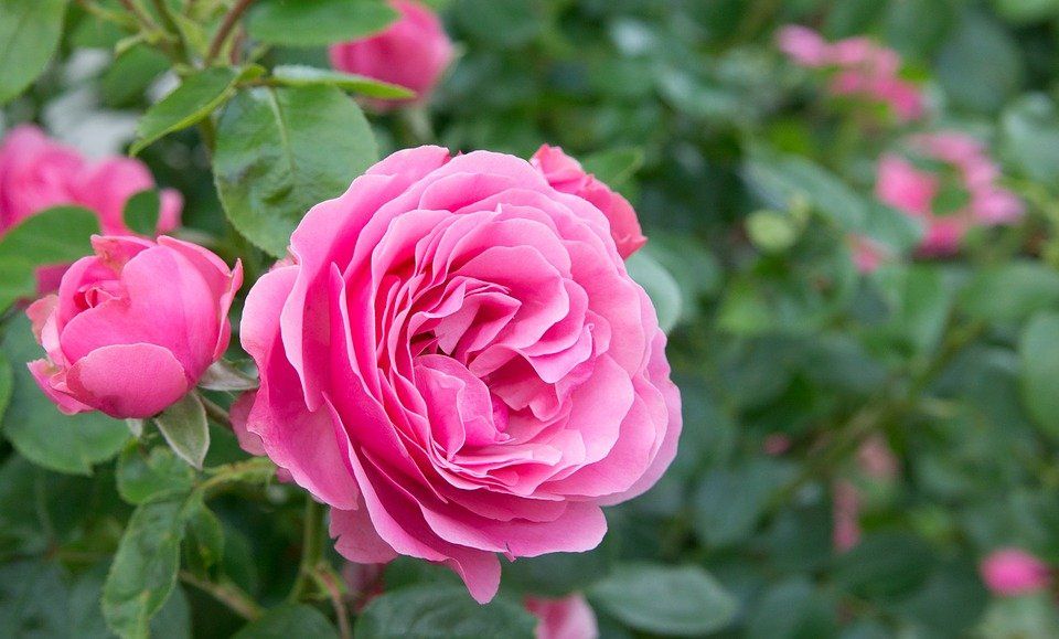 VisitSouthDowns's tweet photo. Hiding away in West Sussex is the brightly coloured gardens of Woolbeding, gardens and rivers cover the landscape with lots of sculptures to view and explore. Forever growing and expanding the gardens are never the same visit after visit #woolbeding #nationaltrust #gardens https://t.co/xLsRNnEyd8