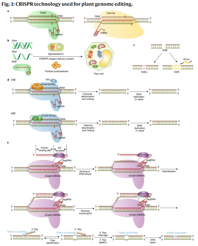 InzeDirk's tweet photo. Excellent review on the rapidly expanding CRISPR tool box. Gene editing offers fabulous, nature inspired, opportunities to accelerate crop improvement in view of climate change and the further development of an eco-friendly, sustainable world. https://t.co/hVBUfGJ3cm https://t.co/fT0a16RiBf