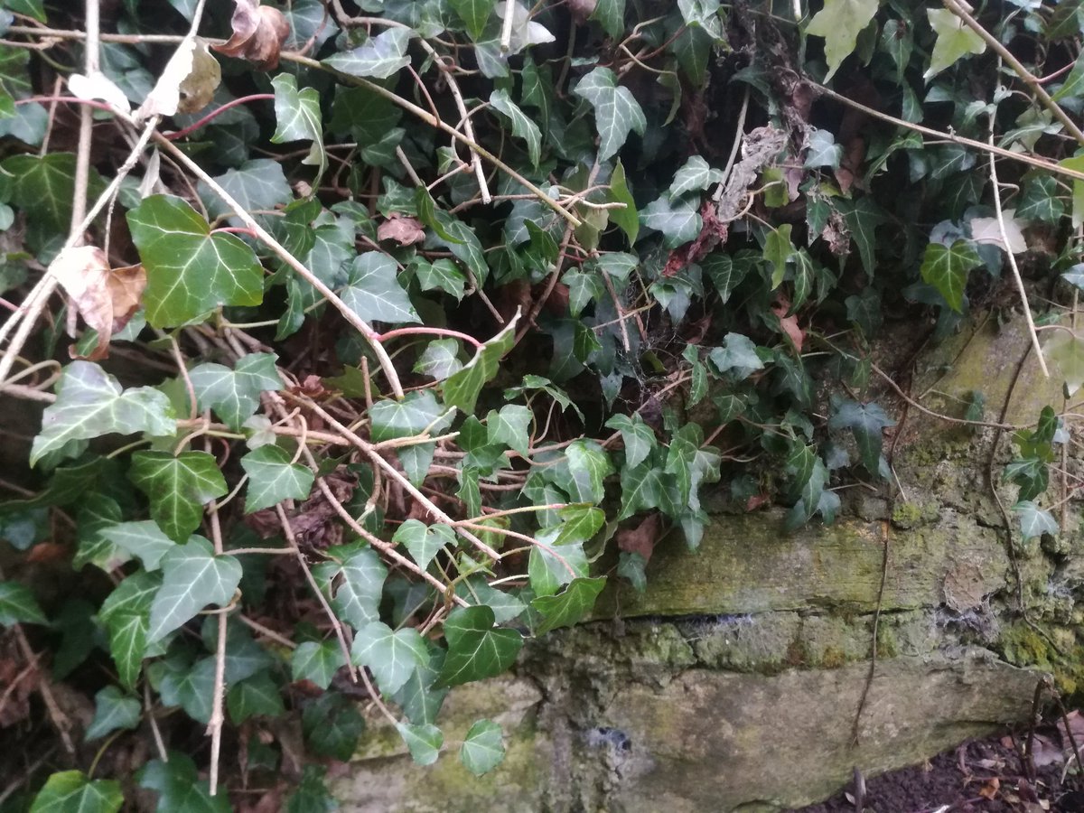 kristallnaach's tweet photo. Der #Friseur hat geöffnet...#2G+
..ist mir nun aber eindeutig zu kalt!
🌱#Baumschnitt #Gärtchen22 🌳 https://t.co/qF65hTEspK
