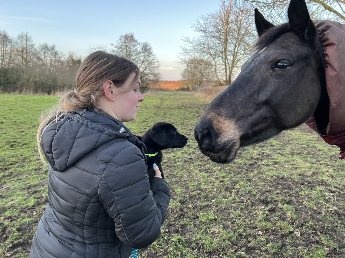 toriiiLouuu's tweet photo. @nafuk @CulworthGrounds My 8 week old puppy meeting my mare for the first time 💜 https://t.co/R6W79ncnPf