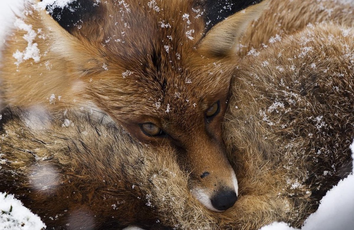 Chris Packham tweet media