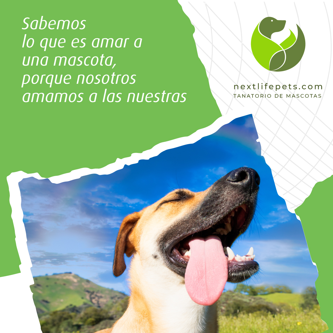 NextLifePets's tweet photo. Nextlifepets nace con el ánimo de conectar cuestiones tan vitales como la unión entre el ser humano, su mascota, la naturaleza y la separación motivada por su marcha.
·
🌐 https://t.co/tDjX1DVHmr
📞 697194988
·
#TanatorioSostenible #Mascotas #NOContaminante #TanatoriodeMascotas https://t.co/2LBRidj1Nn
