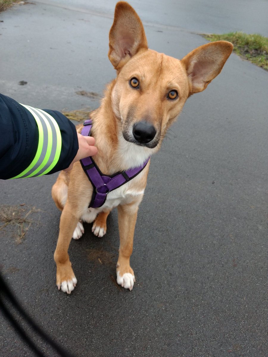 knauf_lea's tweet photo. Gegen 12 Uhr wurde nahe der Bahnstation Wechloy dieser süße Hund gefunden. Er befindet sich jetzt im Tierheim #Oldenburg, wo er auf seine Besitzer*innen wartet! Vielleicht könnt ihr retweeten, damit das mehr gesehen wird @Polizei_OL https://t.co/6lJ7bA5A95