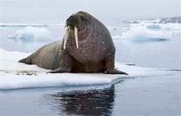surfgirldeb's tweet photo. Having trouble with #humpbackday 
how about #WalrusWednesday ... 😅 https://t.co/WouZ2qWLeS