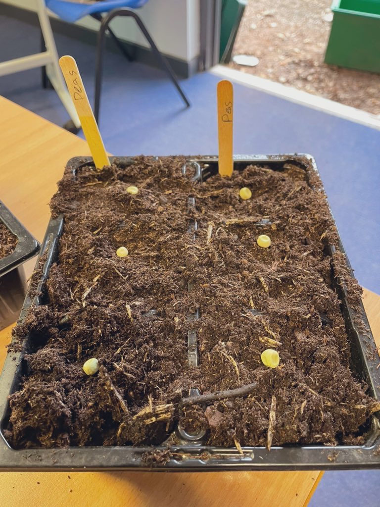 Early/late pea planted this week. Bit of a science experiment, will be planting more as the weather improves. <a href="/knoxacademy/">Knox Academy</a> <a href="/KnoxBiology/">Knox Biology</a>
