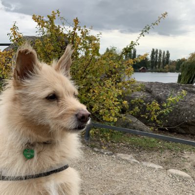 #NeuesProfilbild

Die Welt braucht mehr Hundebilder!