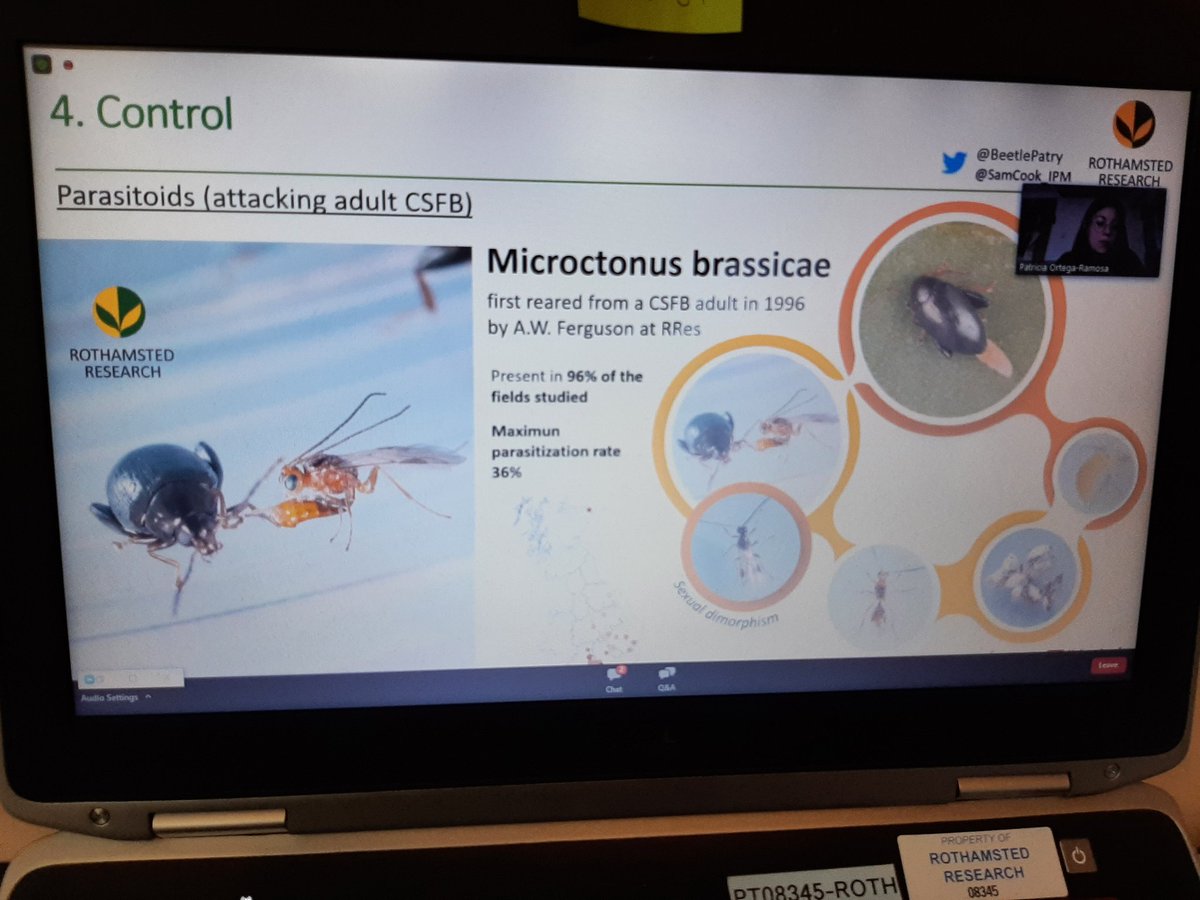 Kelly Jowett (@kelly_jowett) on Twitter photo Lovely presentation of <a href="/Rothamsted/">Rothamsted Research</a> work on #IPM of #CSFB looking forward to working with <a href="/SamCook_IPM/">Sam Cook</a> and <a href="/Beetlepatry/">Patry Ortega-Ramos</a> to find out more about carabid control of this massively destructive pest! #agriculture #pestcontrol #OSR #teambeetle Lovely presentation of <a href="/Rothamsted/">Rothamsted Research</a> work on #IPM of #CSFB looking forward to working with <a href="/SamCook_IPM/">Sam Cook</a> and <a href="/Beetlepatry/">Patry Ortega-Ramos</a> to find out more about carabid control of this massively destructive pest! #agriculture #pestcontrol #OSR #teambeetle