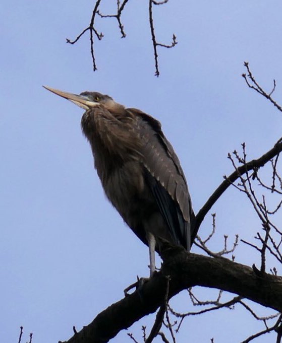 Saw this gorgeous great blue heron perched high up on a tree near the creek in the north woods. We had an hour stare off. I lost. Again. 😕

#birdCPP #centralParkBirding #urbanBirdWatching #birdsOfCentralPark #greatBlueHeron