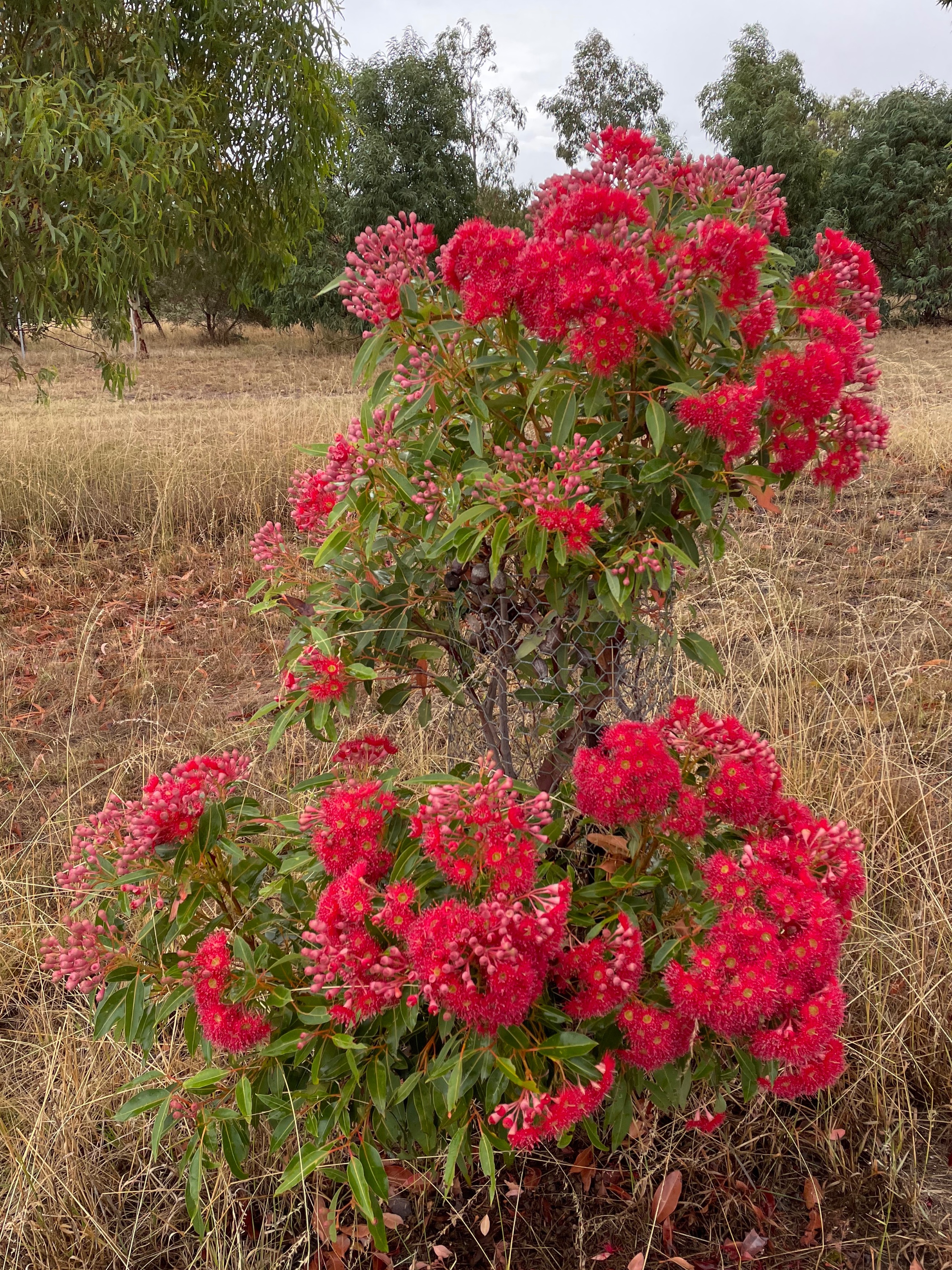 Dean Nicolle on X: Corymbia ficifolia (WA red-flowering gum) flowering at  the arboretum now. These three are some of the many grafted cultivars of  the species: - 'Baby Scarlet' - 'Baby Orange' - 