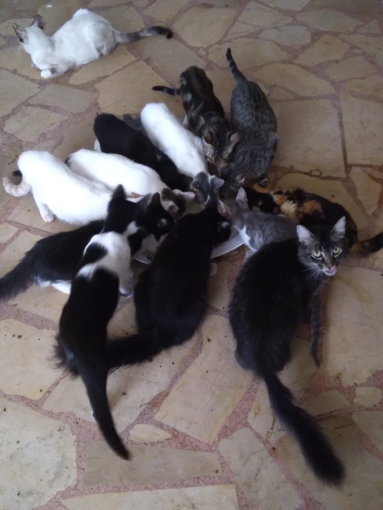 LosGatosDeBell's tweet photo. Hola, disculpen si molesto tanto pero estoy desesperada, estoy a 1 día d quedarme sin pepas para 66 gatos, a las perras se les termina hoy. 
Rescato gatos hace + de 20 años pero quebré hace 5 y me toca pedir caridad para mis muchachos,😔
Si pueden donar alimento o un Rtw
Gracias https://t.co/JUcIpd0xWR