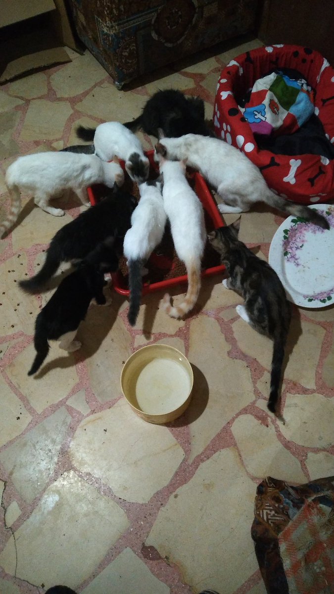 LosGatosDeBell's tweet photo. Hola, disculpen si molesto tanto pero estoy desesperada, estoy a 1 día d quedarme sin pepas para 66 gatos, a las perras se les termina hoy. 
Rescato gatos hace + de 20 años pero quebré hace 5 y me toca pedir caridad para mis muchachos,😔
Si pueden donar alimento o un Rtw
Gracias https://t.co/JUcIpd0xWR