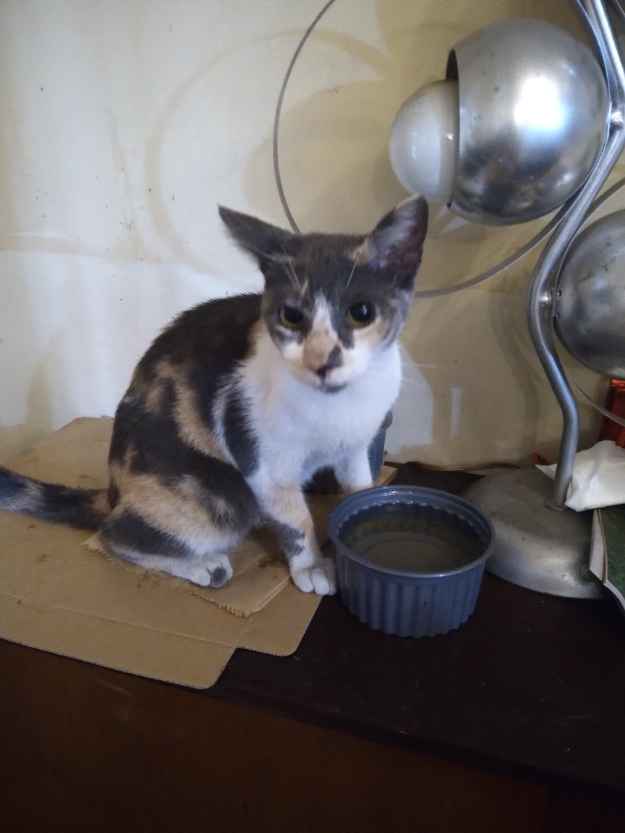 LosGatosDeBell's tweet photo. Hola, disculpen si molesto tanto pero estoy desesperada, estoy a 1 día d quedarme sin pepas para 66 gatos, a las perras se les termina hoy. 
Rescato gatos hace + de 20 años pero quebré hace 5 y me toca pedir caridad para mis muchachos,😔
Si pueden donar alimento o un Rtw
Gracias https://t.co/JUcIpd0xWR