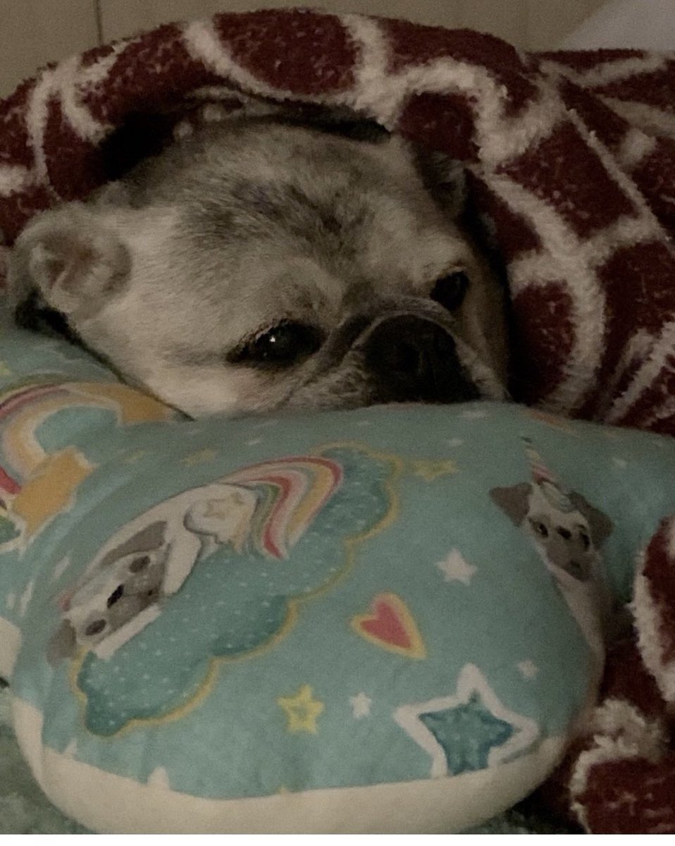 This is Pearlie looking so cozy. Let’s all go back to bed! ❤️ #snuggle #blindbutnot #bobobone #pugs #humpday