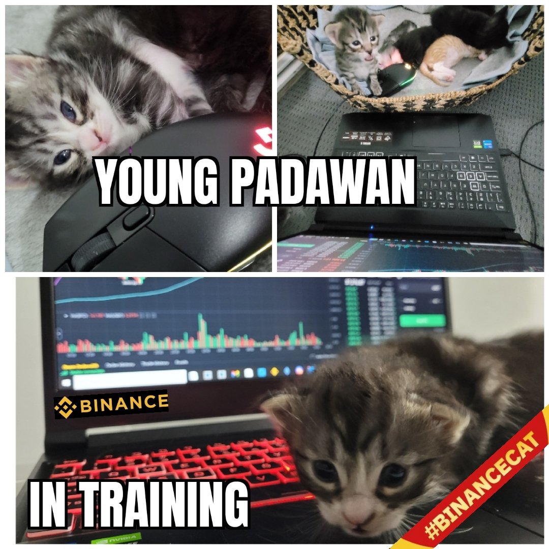 Leedavidson1987's tweet photo. Growing up to be just like me! 😊
#Binance 
#BinanceCat🐱 https://t.co/3RQGXbnyEW