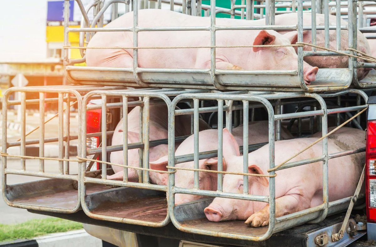 JohnOberg's tweet image. RT if you agree that the way we treat animals -- especially animals we eat -- is outrageous and NEEDS to change. 😡