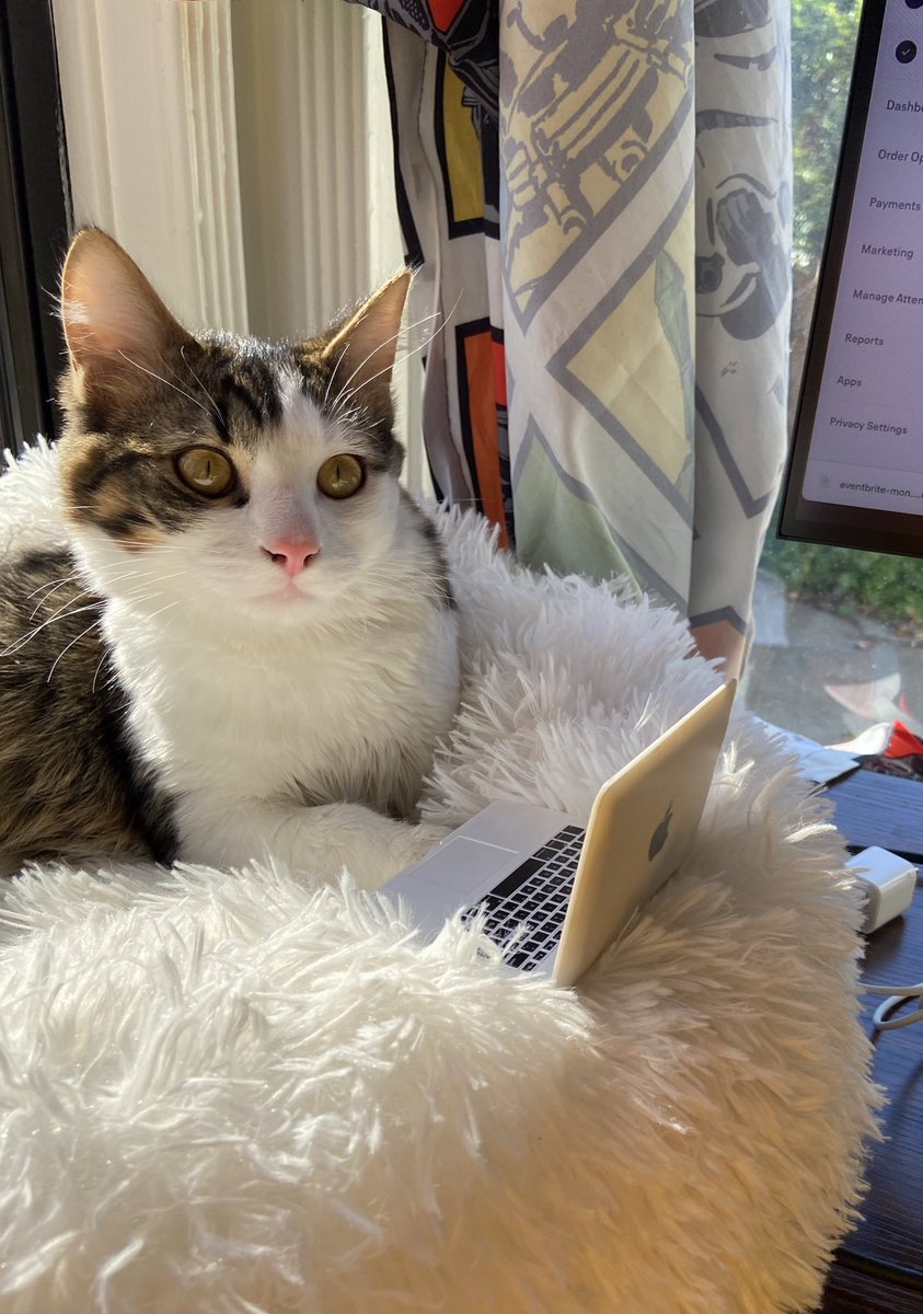 CatWorkers tweet picture