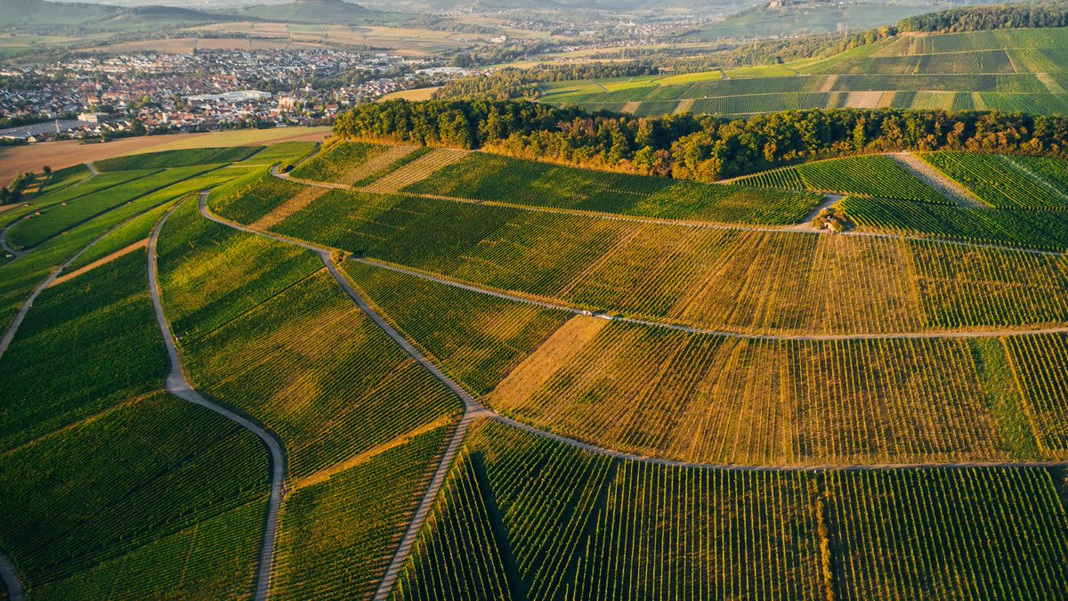 We're running an intro course in Germany for anyone interested in applying to the MW study programme. The course will be led by Masters of Wine, who will take you through their approach and what the programme entails bit.ly/3DRwXGB #mastersofwine 📷 Peter Bender by VDP