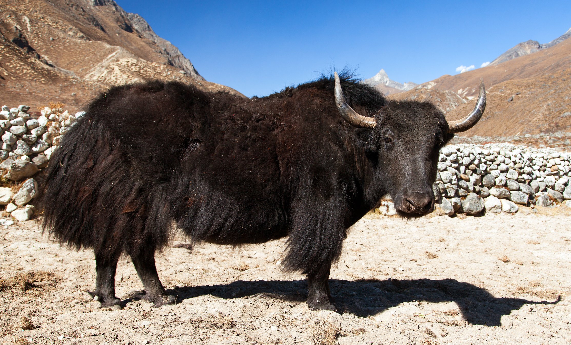 National Geographic España on Twitter: "Animal de carga, fuente de alimento y combustible… Los yaks son unos seres extraordiarios. Te contamos un montón de curiosidades de estos iconos de la cultura tibetana