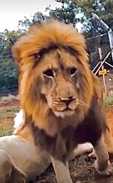 Chelo_cot's tweet photo. @Lucky_Lion_Club https://t.co/gWAMGAVyTA