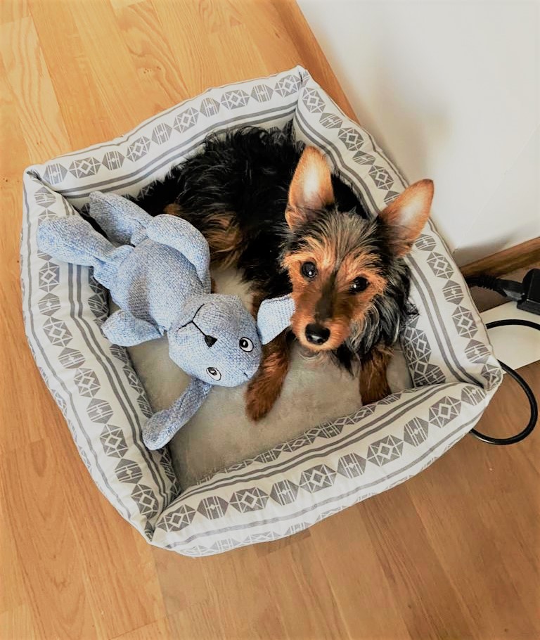 codigos_leyes's tweet photo. ¿Tienes una mascota? Ya sois una más en la familia y habrá que regular su custodia en caso de divorcio.
Todas las novedades en mi último artículo 
https://t.co/1fo0DzvICv https://t.co/V7rmgPgvwU