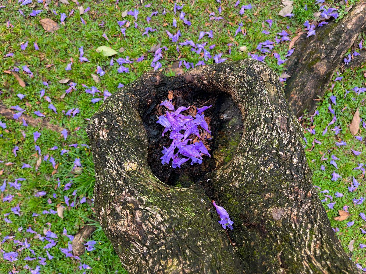 hopeazul's tweet photo. No se puede florecer sin soltar, me lo dijo una jacaranda https://t.co/kxT10qhZ8f
