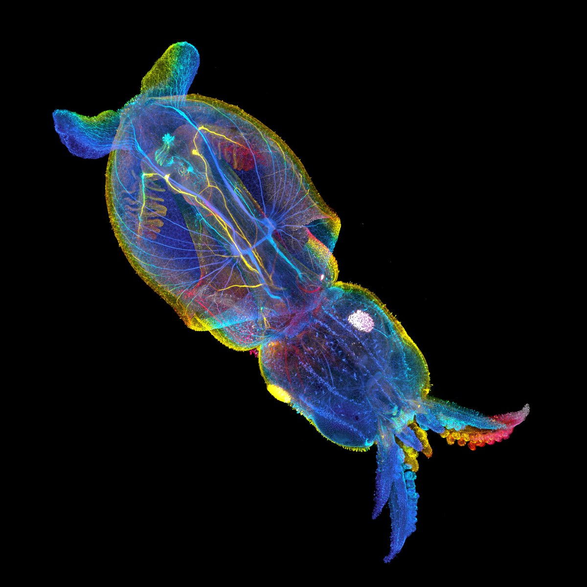 nat clarke tweet media