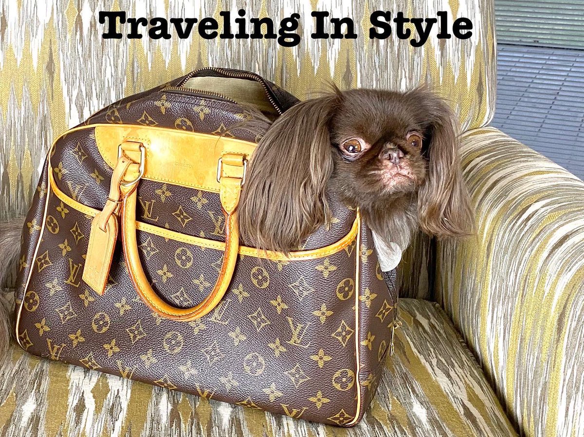 Is this a Peke’s purse or a Purse with a Peke? <a href="/LouisVuitton/">Louis Vuitton</a> 
#KokoIsAColorMatchWithLouisVuitton