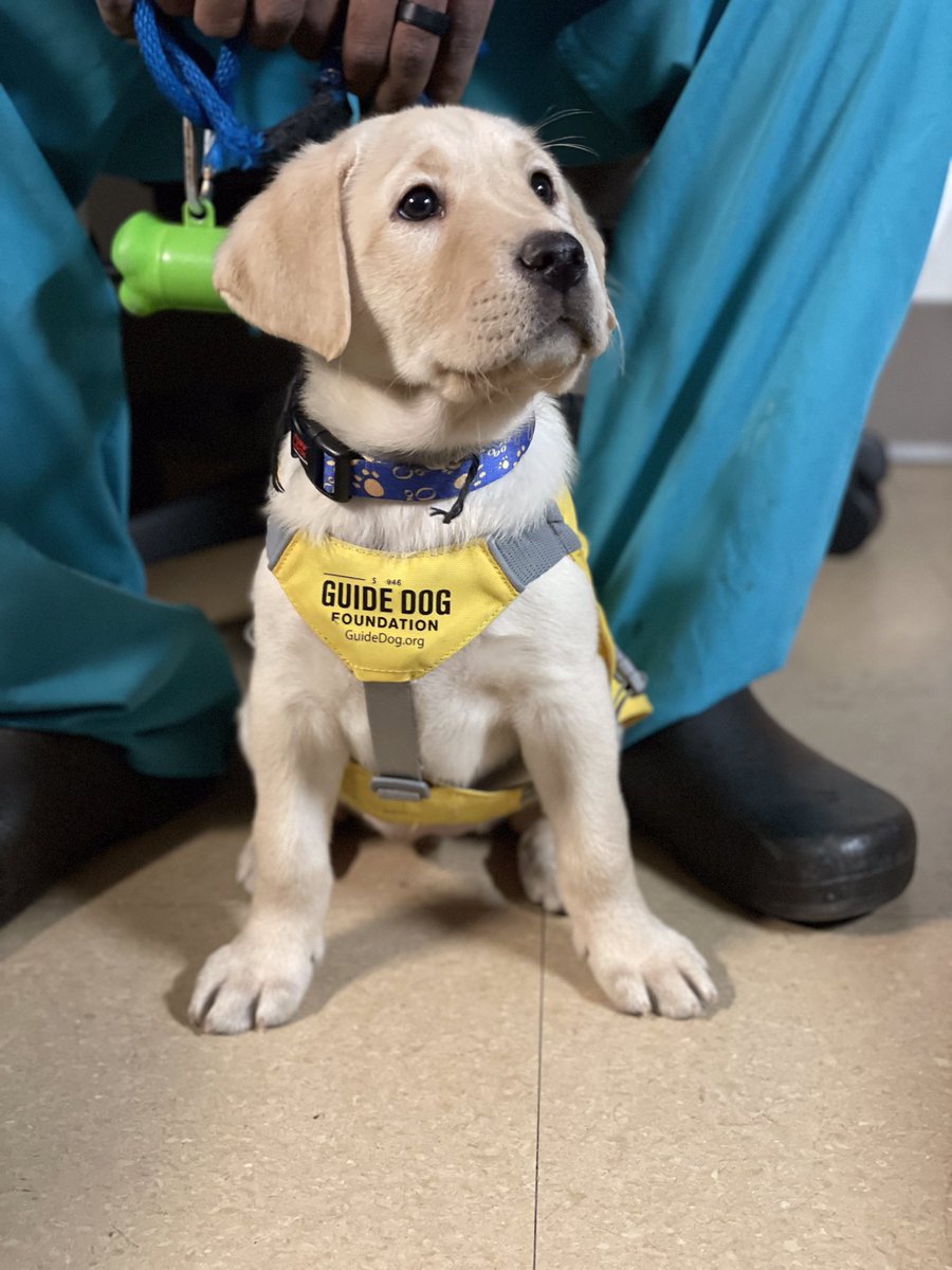 Meet Deedy. She just started her training with #uncctsurgery #GuideDogFdn