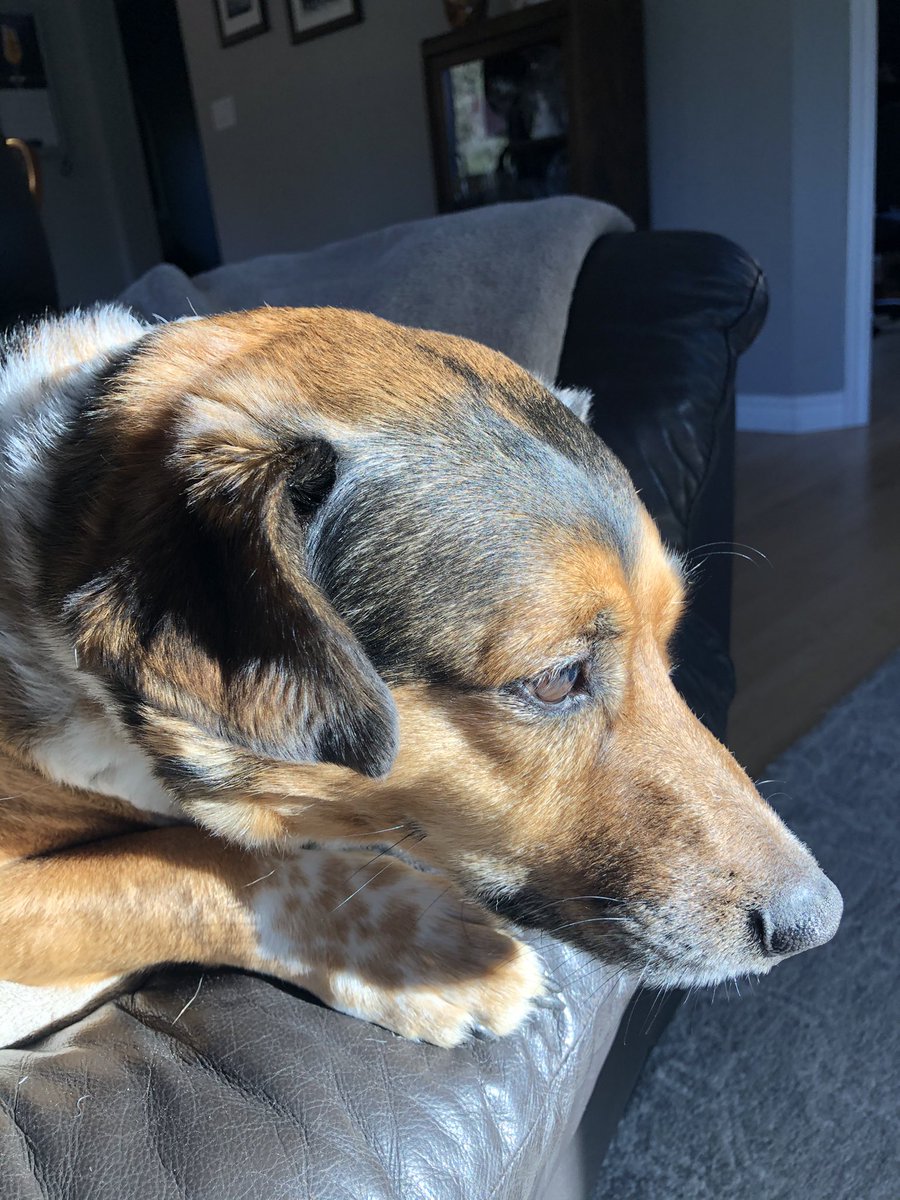 Knies to meet ya🇨🇦 tweet media