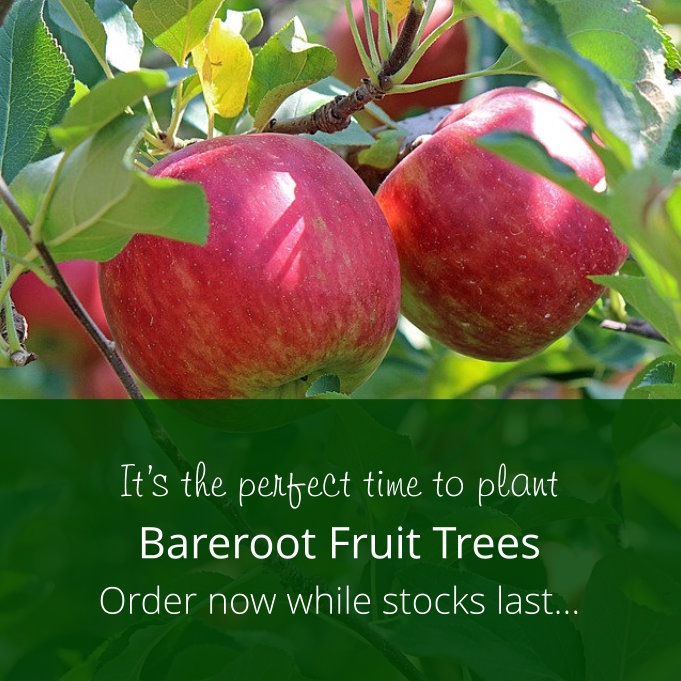 AshridgeTrees's tweet photo. Fruit trees for sale AND available in up to five different sizes! 🌱 Fruit trees are cheap in the long run, easy to care for, and after a bit of patience, fun to harvest. 

Browse our collection here ➡️  https://t.co/K3jpKLZY7d

#fruittrees #bareroottrees https://t.co/HIX1Czcv6B