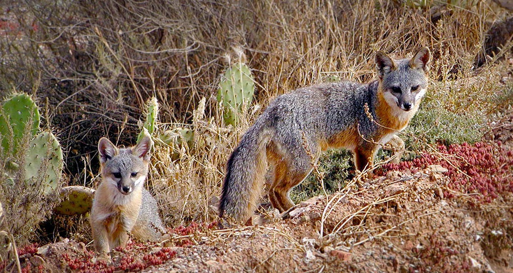 Through capturing golden eagles, removing the eagles' feral livestock food supply and reintroducing bald eagles, biologists and the National Park Service saved the island fox population on Santa Cruz Island (with a little help from a captive breeding program) #ees028 #eol