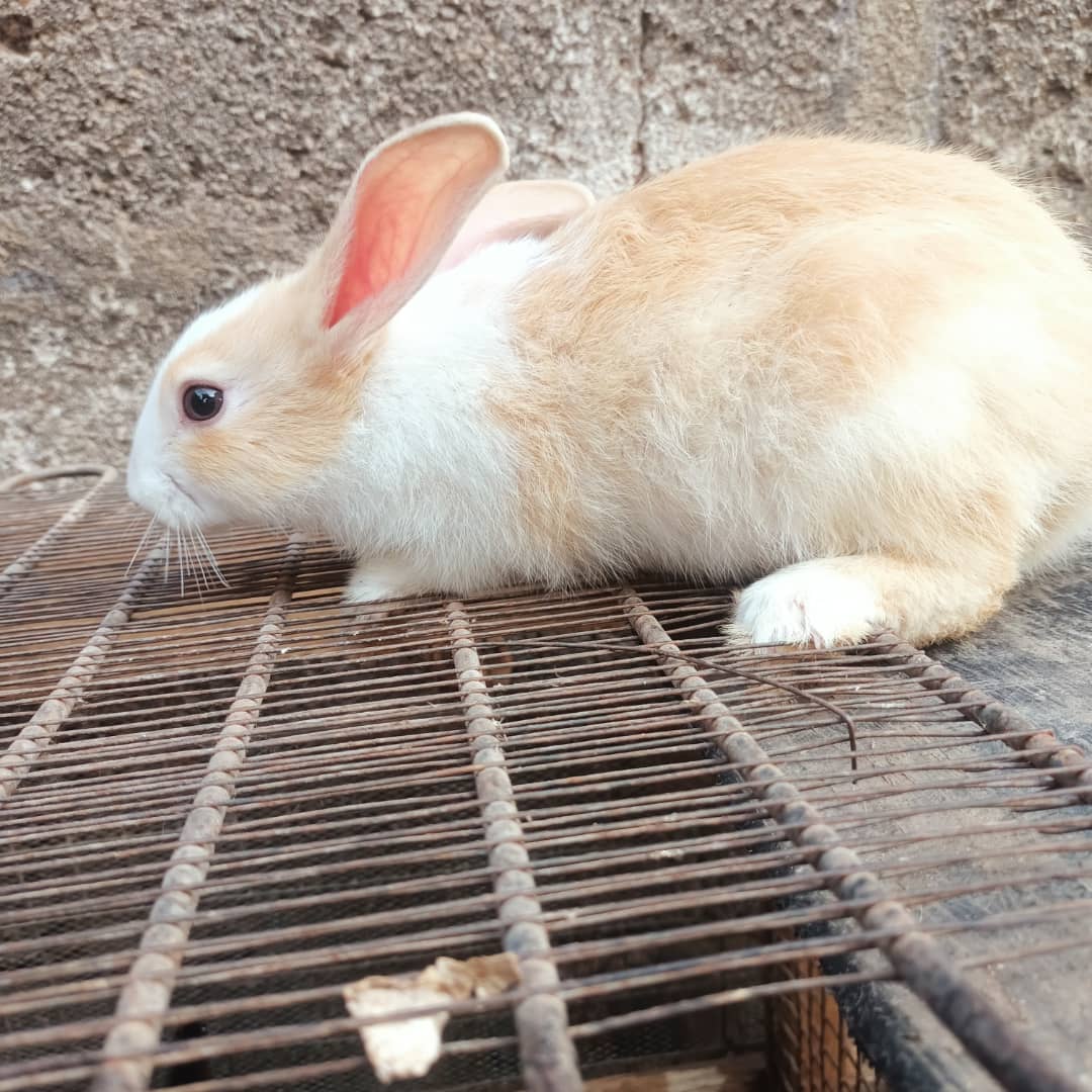 Pycee_jacs's tweet photo. Order for your Dutch Rabbits
Adult - 20k each
Young - 4k each
Message to order. Thanks and God bless you as you do.😊 https://t.co/7mvXVP9xln