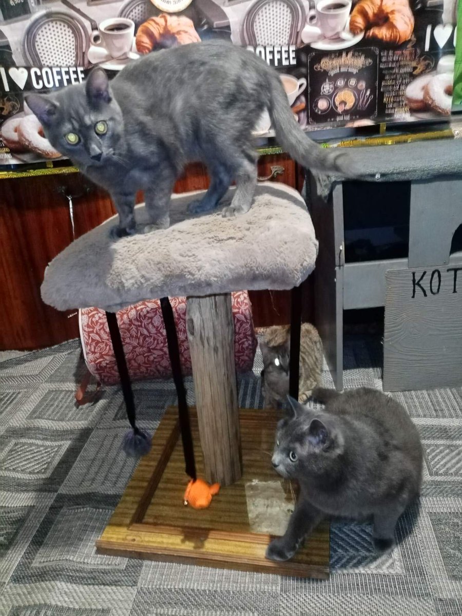 Выставка кошек йошкар ола. Кошка на пьедестале.